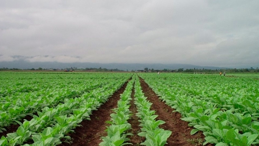 Arriban recursos de Nación para el Sector Tabacalero