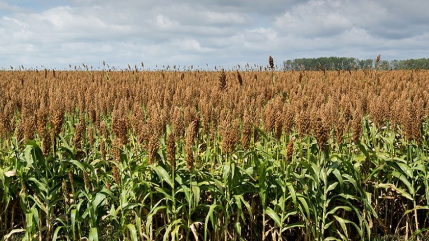 ALUR lanzó el 10° Plan Sorgo 2020/2021 apostando a los cultivos tempranos