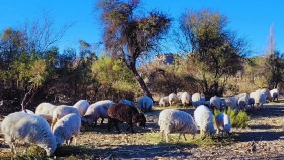 Los beneficios de producir ovinos criollos en el NOA
