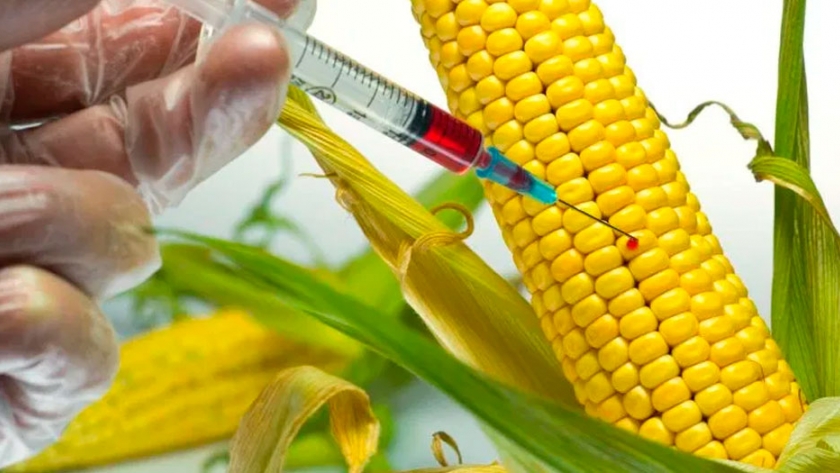 Transgénicos: Bolivia acelera el proceso de aprobación