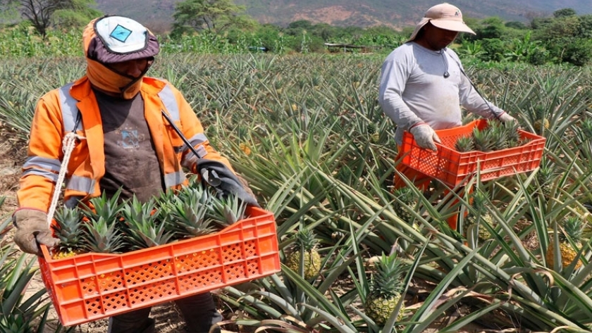 Fertilizantes de última generación para reducir la huella de carbono