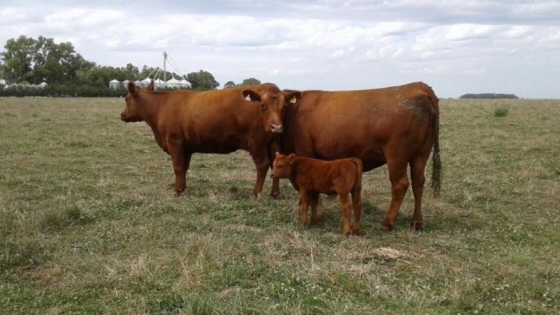 Ganadería argentina: más kilos por vientre y menor impacto ambiental