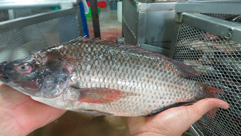 La producción de tilapia está en auge en Egipto