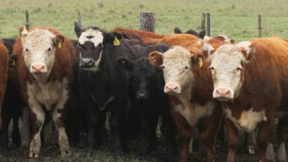 Carne argentina: libre de hormonas y sustentable
