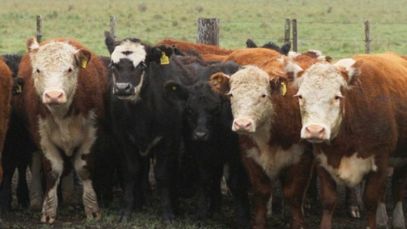 Carne argentina: libre de hormonas y sustentable