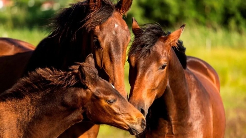 Encefalitis equina: cómo prevenir la aparición del vector de la enfermedad