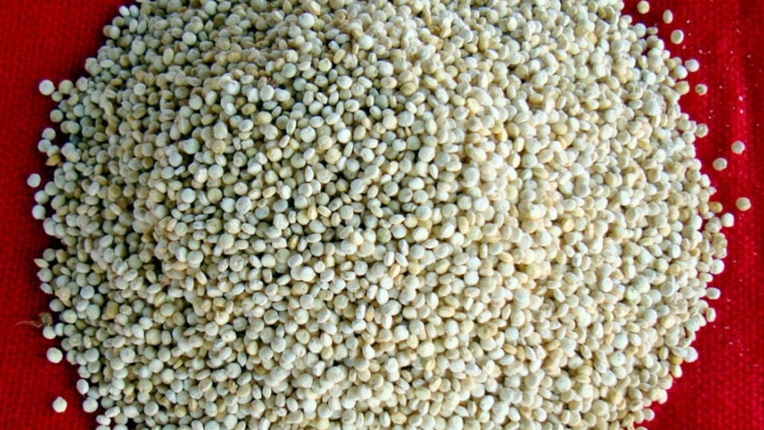 Nueva variedad de quinua alta en proteínas presentada en Perú
