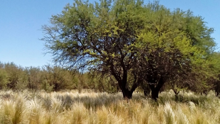Destinan fondos para productores que protejan los bosques nativos