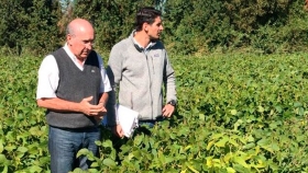 Ricardo Garbesi y el desafío agronómico más insólito: Comenzó a producir soja no transgénica en el sur de Chile
