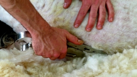 De qué está hecha la lana y principales características textiles