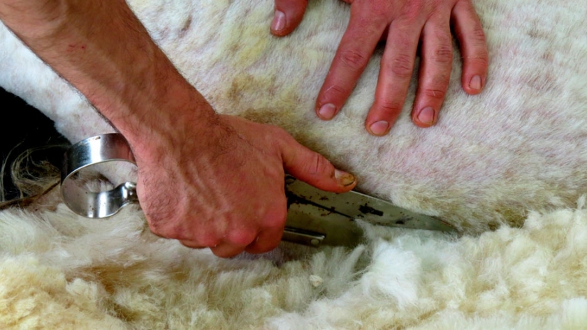 De qué está hecha la lana y principales características textiles
