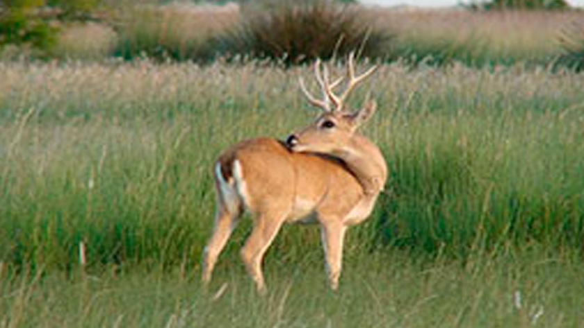 Biodiversidad en el Parque Nacional Campos del Tuyú