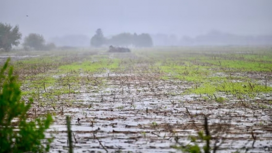 <La lluvia que salva la campaña agrícola: buenos registros en Córdoba, Santa Fe y Buenos Aires