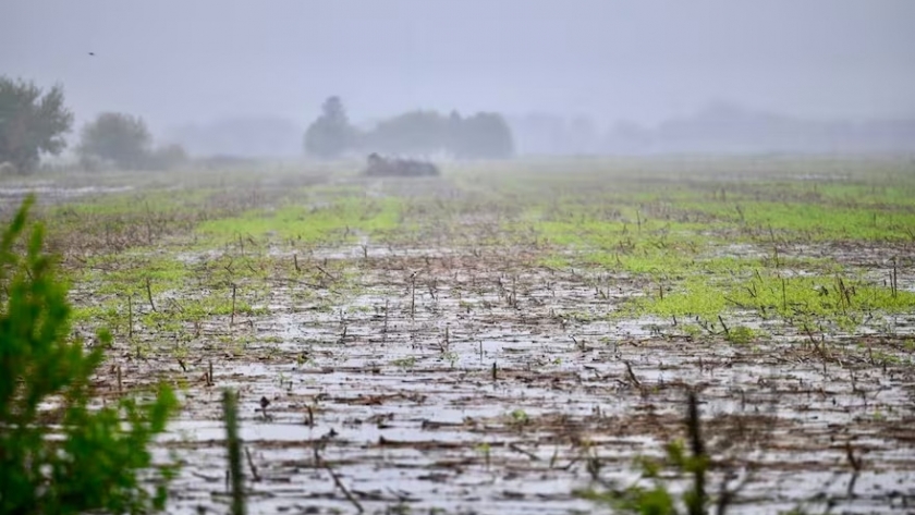 La lluvia que salva la campaña agrícola: buenos registros en Córdoba, Santa Fe y Buenos Aires