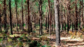 Para la Federación de Agrónomos, antes de pretender modificar la Ley de Bosques hay que empezar a cumplir con la normativa vigente