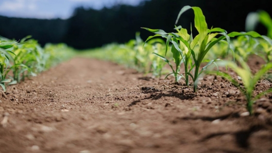 El nitrato del suelo, clave para el crecimiento de las plantas y la reducción de fertilizantes