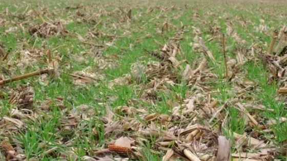 Qué tener en cuenta para sembrar trigo sobre el rastrojo del maíz