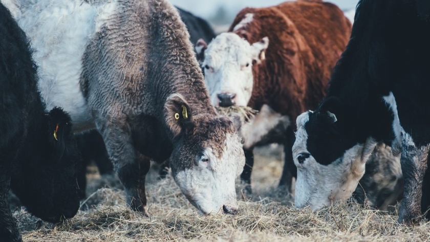 La UE busca volver a autorizar el uso de harinas de animales para alimentación de ganado