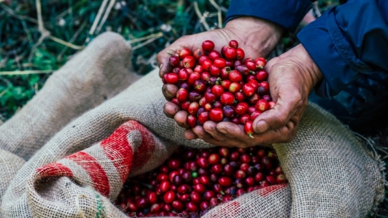 El agro brasilero bate, nuevamente, récord de exportaciones