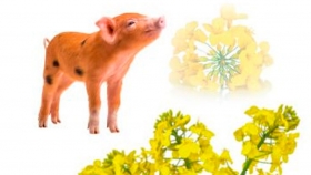 Estudian la eficiencia alimentaria de la torta de colza europea en el cerdo
