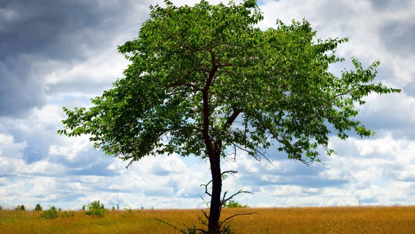 Día del Árbol: más de 175 hectáreas verdes protegidas en beneficio del medioambiente