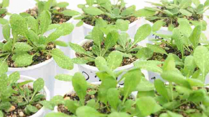 Bacterias en lugar de fertilizantes químicos, y sin impactos ambientales