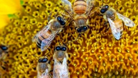 Científicos entrenan a las abejas melíferas para impulsar la producción de semillas de girasoles