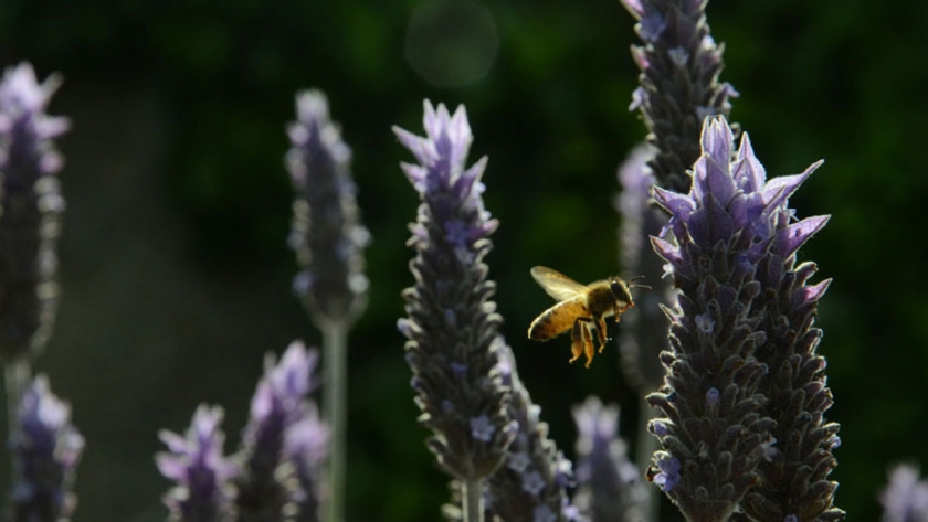Flora funcional acompañante: beneficios asociados a los agro-ecosistemas hortícolas