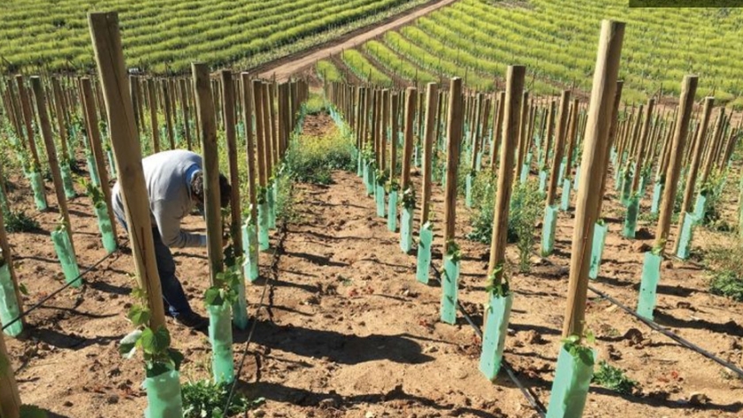 El programa de plantaciones de Viña Santa Rita para viñedos sustentables y de calidad