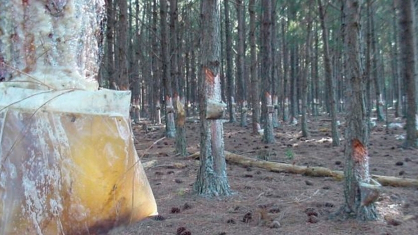 Pequeños forestadores de Misiones