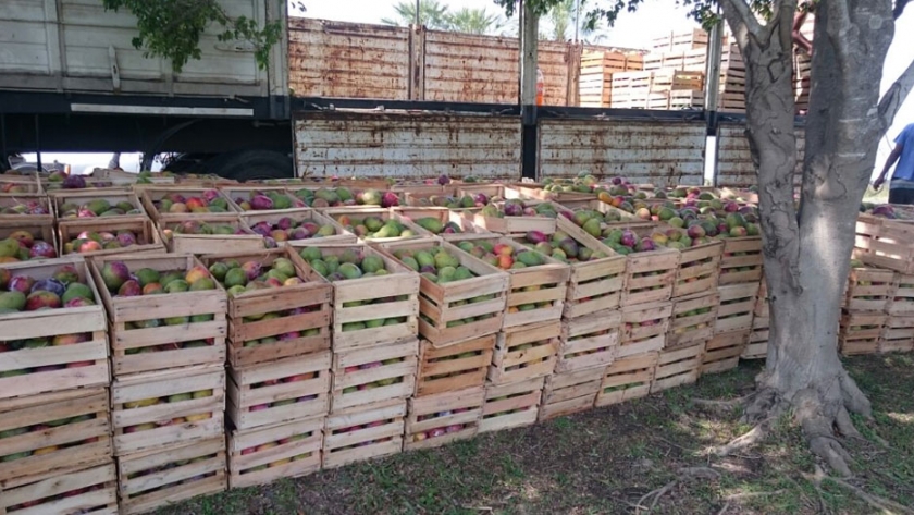 Decomiso y donación de mangos transportados sin documentación sanitaria en Formosa