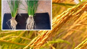 Descubren una bacteria que puede proteger a las semillas del arroz