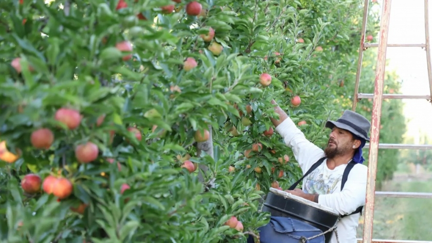 Río Negro mantuvo sus mercados y tendencias de crecimiento en la temporada frutícola 2020-2021