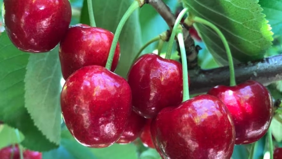 La cosecha de cerezas 2024 busca romper récords en Argentina