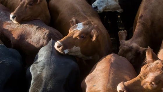 Interés firme en novillos impulsa alza de precios en el Mercado Agroganadero