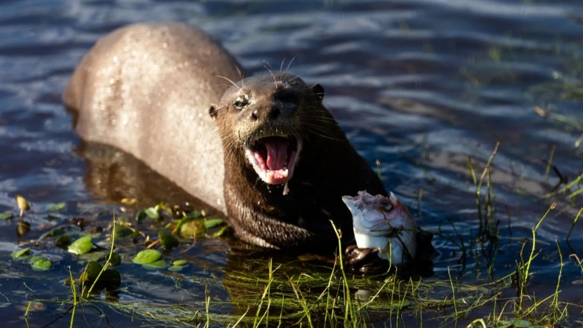 La vuelta del tigre del agua: el regreso de la nutria gigante a los Esteros del Iberá