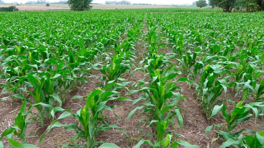 Maíz: fertilizantes microgranulados para un arranque con más energía