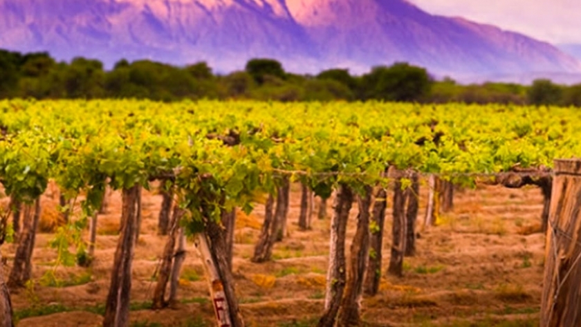 Salta, por el camino del vino