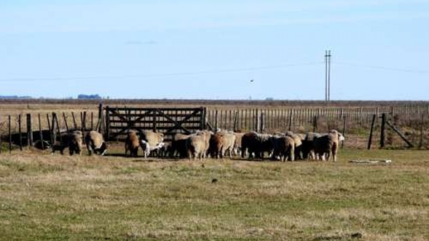 Impulsando el desarrollo sostenible a través de la agricultura y la ganadería en Azul