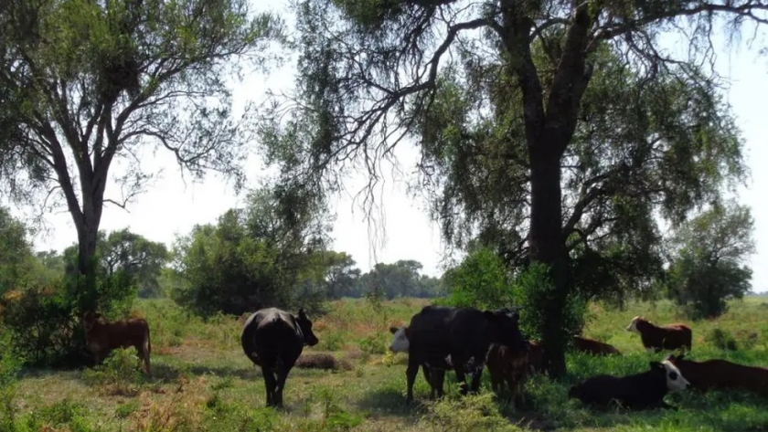 Ley agroforestal en Córdoba: a seis años de su sanción, cuáles son sus avances