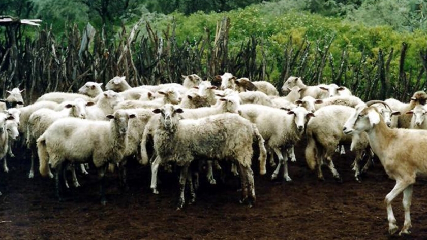 Módulos de pastoreo