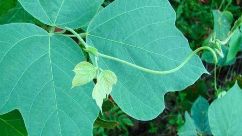 Canadá: cómo Kudzu se convirtió en la 