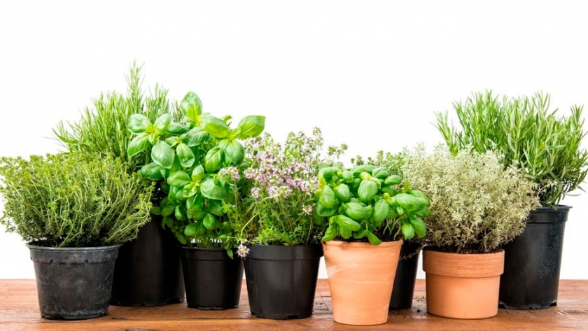 ¿Cómo cultivar hierbas aromáticas en casa?