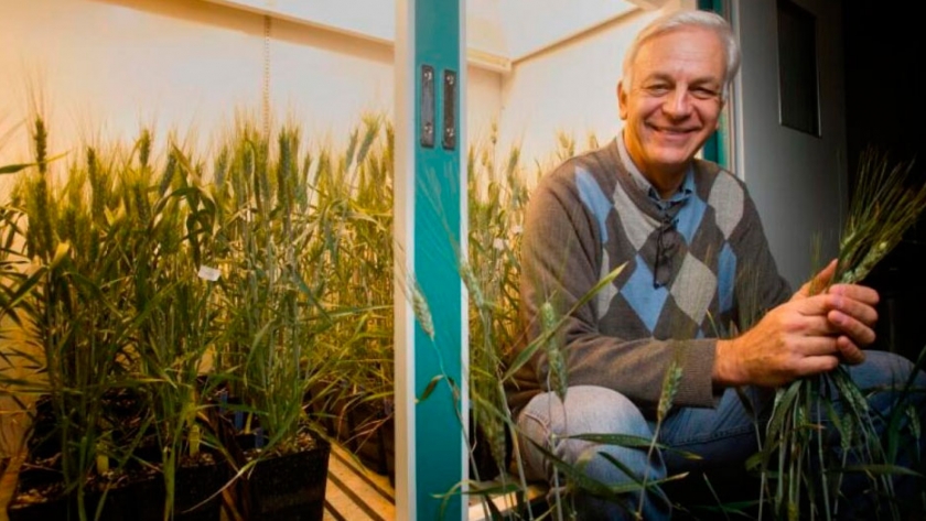 Trigo en el Congreso Aapresid: herramientas genómicas que incrementan su valor nutritivo