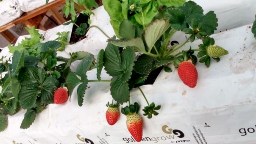Joven ejecuta innovador proyecto de cultivo hidropónico de frutillas en Antofagasta,  Noticias Chile