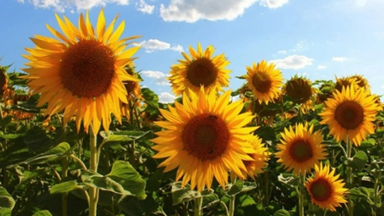 Girasol supera a la soja en rentabilidad y se consolida en la zona núcleo para la campaña 2025/26