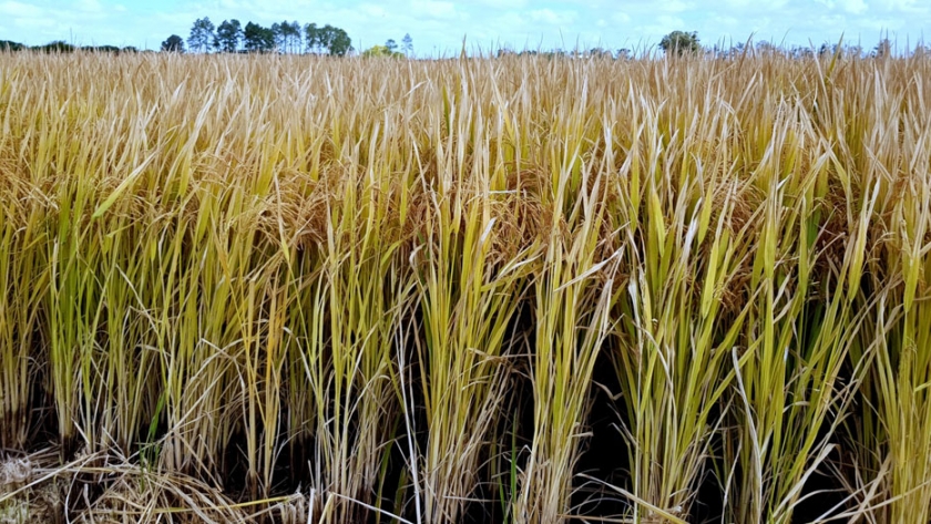 Productores de arroz ya tienen operativo el descuento de 10% en el precio del gasoil