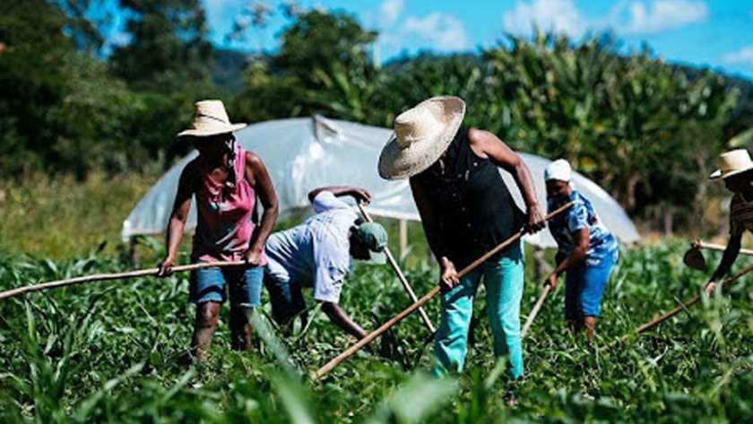 Impacto de la emergencia sanitaria por COVID19 en las cadenas productivas de la agricultura familiar de Salta y Jujuy