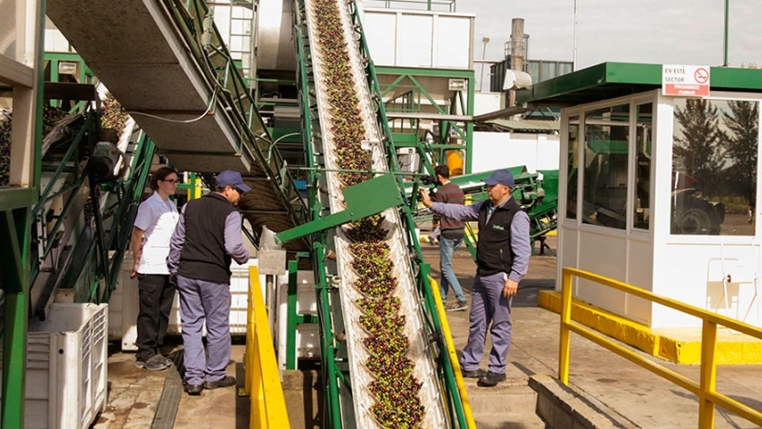 Una empresa argentina construirá la fábrica de aceite de oliva más grande de Sudamérica