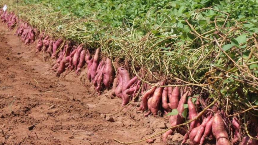 Batata: buscamos mejorar la competitividad del sector productivo